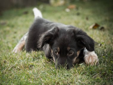 Bohem Benekli Köpek yavrusu, sevimli yoldaş köpek