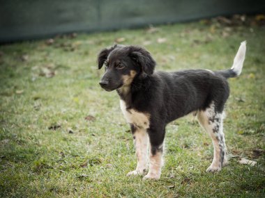 Bohem Benekli Köpek yavrusu, sevimli yoldaş köpek