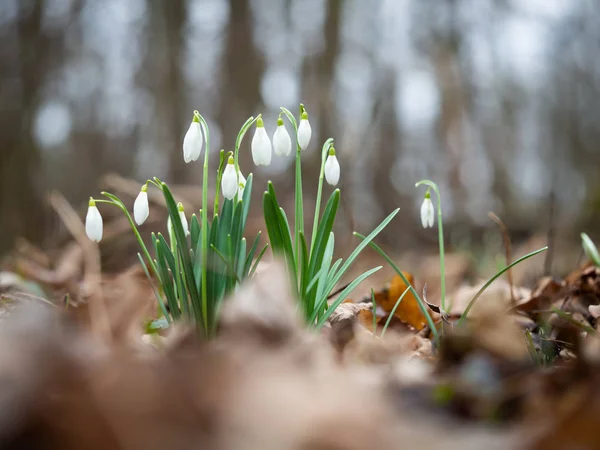 Ανθός ανοιξιάτικης χιονοσταγόνας (Galanthus) — Φωτογραφία Αρχείου