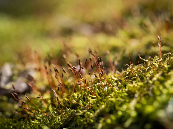 Green moss blooming - macro backgroun — Stock Photo, Image