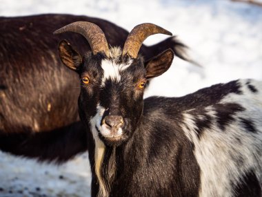 Goat male portrait in winter clipart