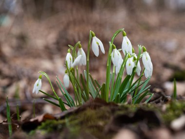 Bahar Kartanesi Çiçeği (Galanthus)