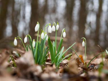 Bahar Kartanesi Çiçeği (Galanthus)