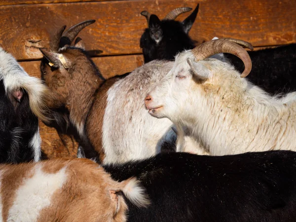 Retrato masculino de cabra en invierno día soleado en manada de cabras —  Fotos de Stock