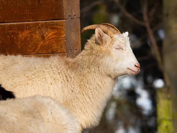 冬季阳光明媚的日子里的山羊男肖像 — 图库照片