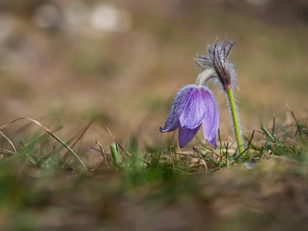 Pulsatilla grandis blommar tidigt på våren — Stockfoto