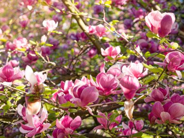 Baharda çiçek açan manolya ağacı