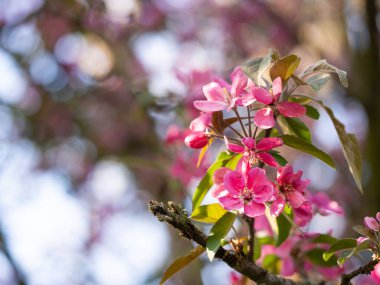 Pink flowers of blooming tree in spring background