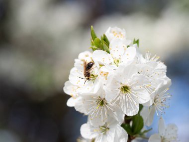 Blooming prunus tree with bee in spring