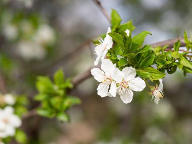 Blooming prunus tree in spring background