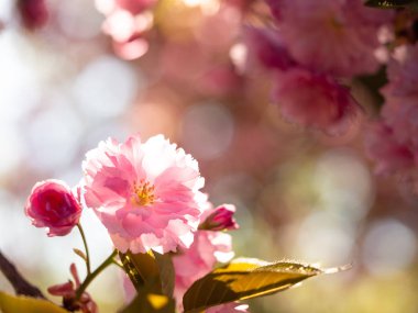 Blooming sakura tree in spring sunny day background