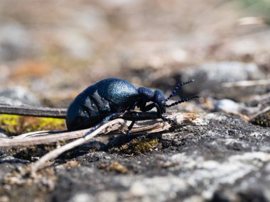 Meloe proscarabaeus yetişkin yağ böceği Avrupa 'da yaşıyor