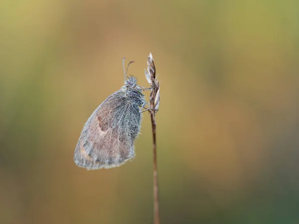 Kleiner Heidekrautschmetterling (Coenonympha pamphilus) im Frühsommer — Stockfoto