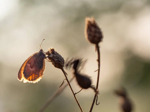 Pequena saúde (Coenonympha pamphilus) borboleta no início do dia de verão, silhueta — Fotografia de Stock