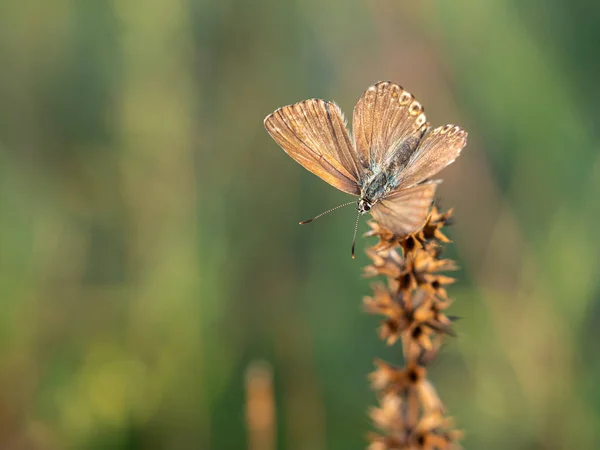 Chalkhill mavisi (Lysandra coridon) kelebek dişi — Stok fotoğraf