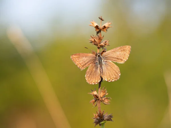 Chalkhill blue (Lysandra coridon) Schmetterlingsweibchen — Stockfoto