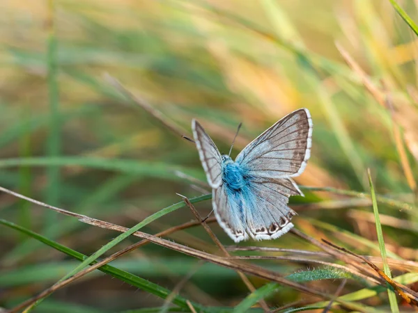 Chalkhill azul (Lysandra coridon) borboleta macho — Fotografia de Stock