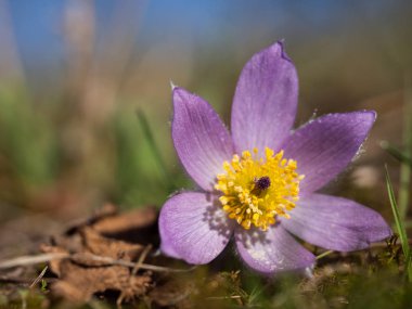 Pulsatilla grandis detay tek çiçek ilkbaharın başlarında çayırda çiçek
