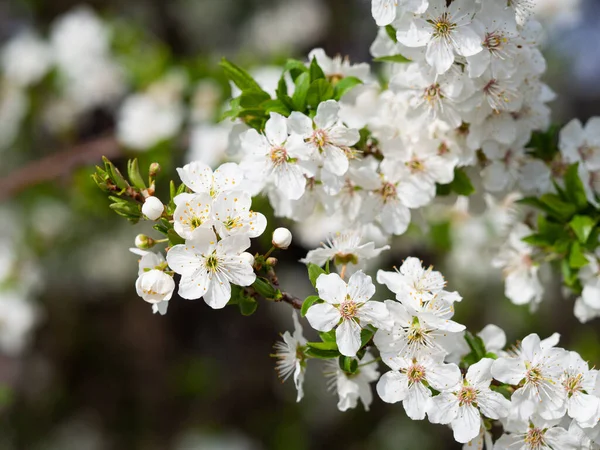 White blossom of prunus tree in spring detail