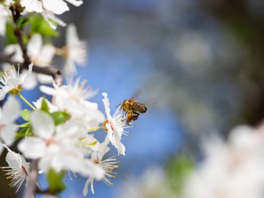 Detail of white blossom of prunus tree with honeybee in spring