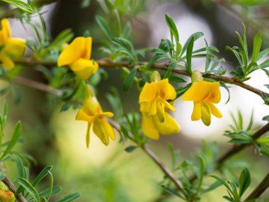 Bahçede yetişen sarı Cytisus (Chamaecytisus) çiçekleri