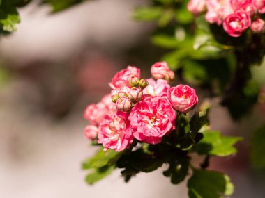 Çiçek açan Crataegus Laevigata ağacının pembe çiçekleri (Paul 's Scarlet) güneşli bahar gününde