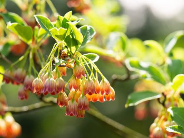 Enkianthus campanulatus 'un (furin-tsutsuji, redven enkianthus) rengarenk çiçekleri baharda çiçek açar.