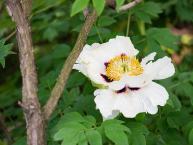 Paeonia 'nın büyük çiçekleri yazın çiçek açıyor.