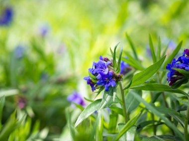 Lithospermum purpurpurocaeruleum (mor Gromwell) yeşil arka planda mavi çiçeklerle açan bitkisel bitki.