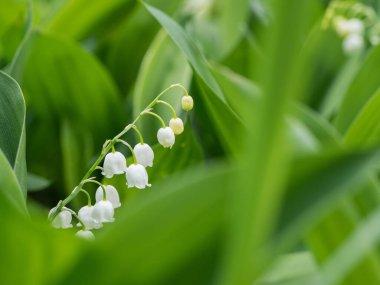 Yeşil arka planda Lily 'nin beyaz çiçekleri (Convallaria majalis)