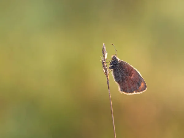 Μικρή Πεταλούδα Heath Coenonympha Pamphilus Που Αναπαύεται Νωρίς Πρωί Την — Φωτογραφία Αρχείου