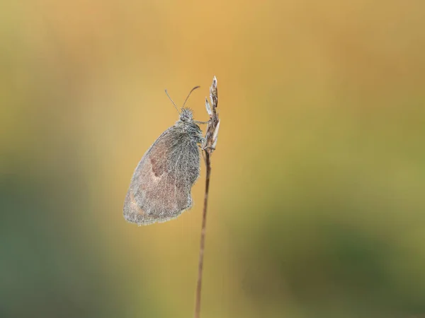 Small Heath Coenonympha Pamphilus Butterfly Resting Early Morning Sunny Summer — Stock Photo, Image