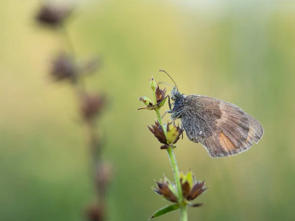Petite Bruyère Coenonympha Pamphilus Papillon Reposant Tôt Matin Par Une — Photo