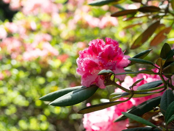 Rhododendron çalılarının pembe çiçekleri - açelya, bahar bahçesinde açan