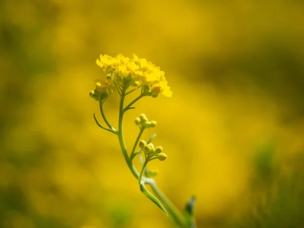 Κίτρινα Άνθη Της Ανθοφορίας Της Aurinia Saxatilis Ανθίζουν Την Άνοιξη — Φωτογραφία Αρχείου