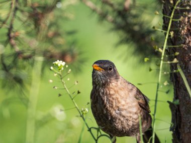 Güneşli yaz gününde çimenlerde oturan karatavuk (Turdus merula) dişisi