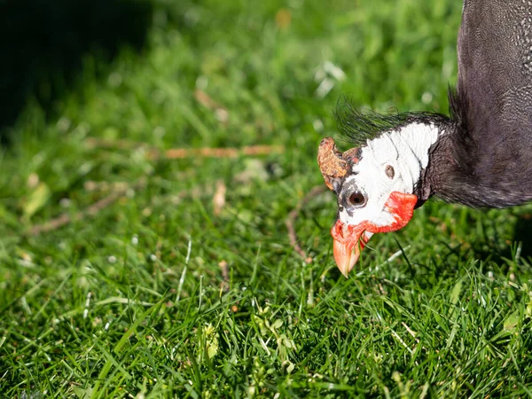 Sisakos Gyöngybagoly Numida Meleagris Zöld Fűvel Táplálkozó Madár Parkban — Stock Fotó