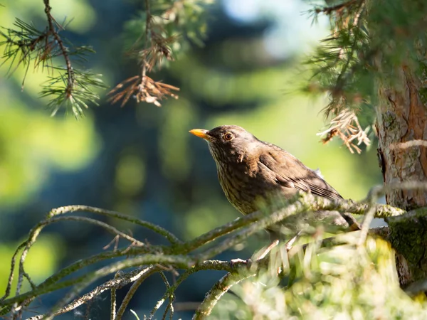 Common blackbird (Turdus merula) female sitting in pine tree crown on sunny summer day