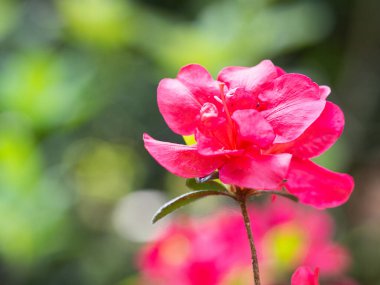 Rhododendron çalılarının pembe çiçekleri - açelya, bahar bahçesinde açan