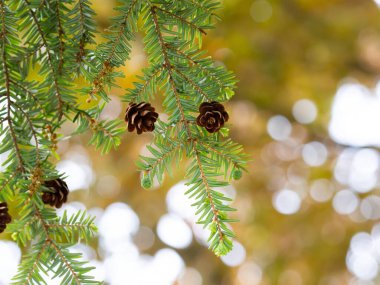 Tsuga canadensis ağacı (Kanada baldıran otu, doğu baldıranı)