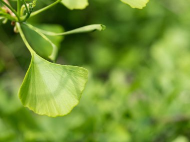 Ginkgo biloba 'nın yeşil yaprağının ayrıntıları - bakire saçı ağacı