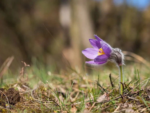 Pulsatilla Grandis Enda Blomma Blommar Tidigt Våren Ängen — Stockfoto