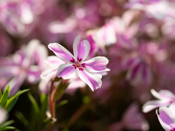 Phlox Subulata Candy Stripe Flowers Blooming Spring Garden — Stock Photo, Image