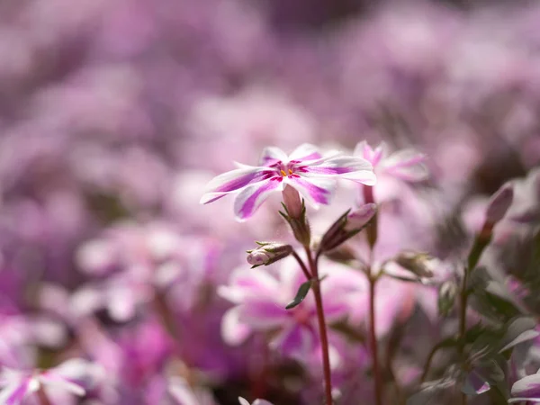 Phlox Subulata Fleurs Rayures Bonbons Fleurissant Dans Jardin Printemps — Photo