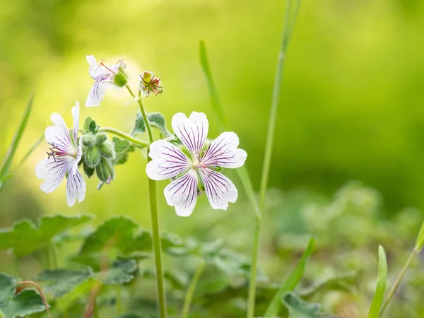 Flowers Geranium Renardii Flowering Herbaceous Perennial Plant Background — Stock Photo, Image