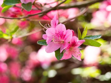 Rhododendron çalılarının pembe çiçekleri - açelya, bahar bahçesinde açan