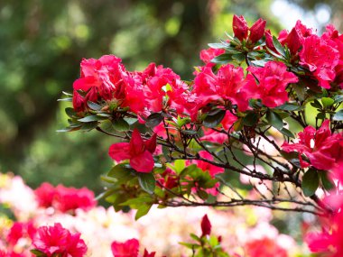 Rhododendron çalılarının kırmızı çiçekleri - açelya, bahar bahçesinde açan