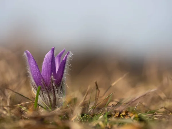 Pulsatilla Grandis Enda Blomma Blommar Tidigt Våren Ängen — Stockfoto