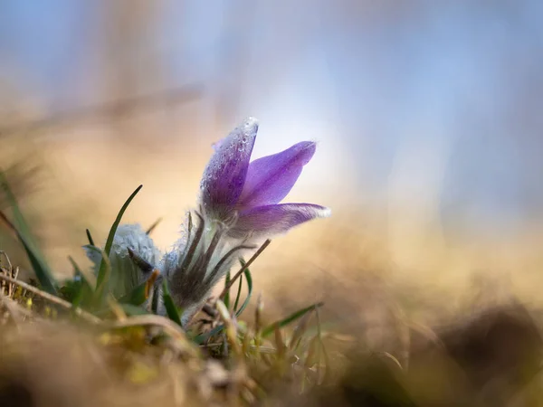 Pulsatilla Grandis Single Flower Blooming Early Spring Meadow — Stock Photo, Image