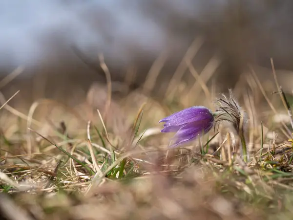 春天里 草甸上一朵花盛开 — 图库照片
